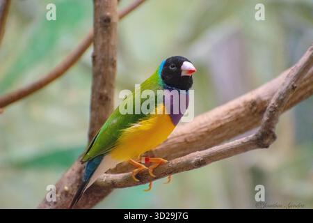 Der Gouldian finch (Chloebia gouldiae), auch bekannt als Gould's finch oder regenbogenfinch, ist ein farbenfroher Vogel, der aus heimisch ist. Stockfoto