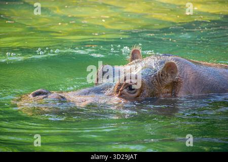Ein Flusspferd schwimmt in einem Fluss und beobachtet die Umgebung mit seinen Augen über dem Wasser. Es zeigt die Anpassung seiner Gesichtszüge an das Wasser. Stockfoto