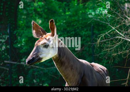 Die Okapi (Okapia johnstoni), auch bekannt als Waldgiraffe, ein Artiodactyl, das in den zentralafrikanischen Regenwäldern endemisch ist. Sie ist stark gefährdet. Stockfoto