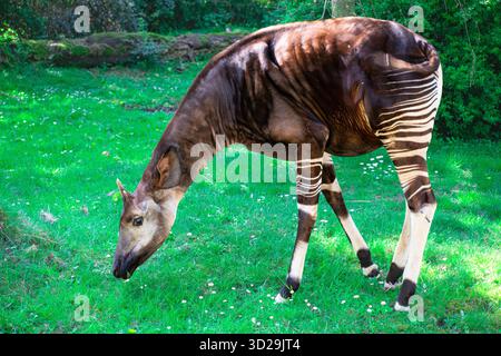 Die Okapi (Okapia johnstoni), auch bekannt als Waldgiraffe, ein Artiodactyl, das in den zentralafrikanischen Regenwäldern endemisch ist. Sie ist stark gefährdet. Stockfoto