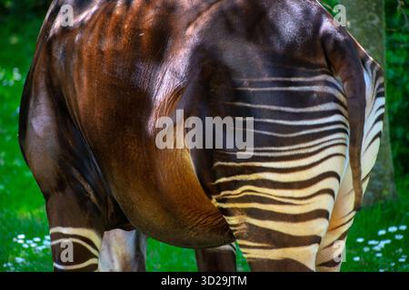 Die Okapi (Okapia johnstoni), auch bekannt als Waldgiraffe, ein Artiodactyl, das in den zentralafrikanischen Regenwäldern endemisch ist. Sie ist stark gefährdet. Stockfoto