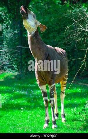 Die Okapi (Okapia johnstoni), auch bekannt als Waldgiraffe, ein Artiodactyl, das in den zentralafrikanischen Regenwäldern endemisch ist. Sie ist stark gefährdet. Stockfoto