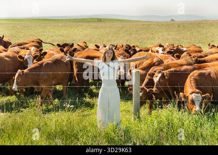 Eine heitere Frau in weiß steht zwischen weidenden Rindern auf einer grünen Wiese. Pincher Creek, ab Stockfoto
