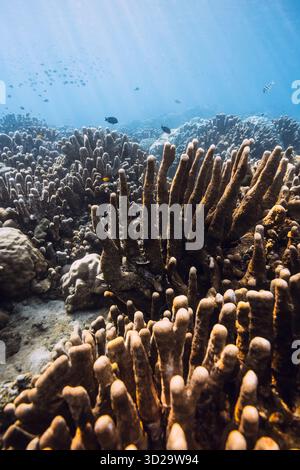 Blauer Ozean mit erstaunlichen Korallen und Sonnenstrahlen. Ruhige Unterwasserszene mit Kopierraum. Stockfoto