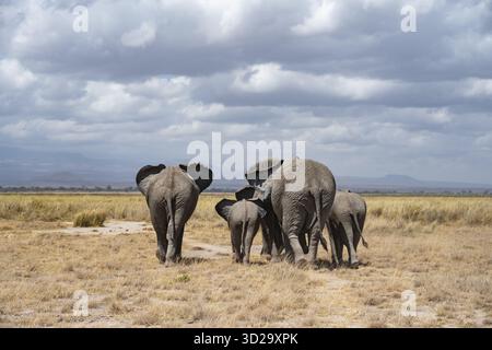 Afrikanische Elefanten (Loxodonta africana), Herde in trockener Savanne von hinten gesehen, Amboseli Nationalpark, Rift Valley Province, Kenia Stockfoto