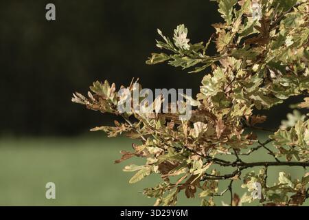 Während der Herbstsaison werden die Eichenblätter grün und braun auf einem Ast, Borken, nrw, deutschland Stockfoto