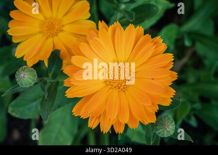 Wunderschöne gelb-orange Ringelblume in voller Blüte in ihrem Busch, die ihre lebendigen Blütenblätter und ihre natürliche Ausstrahlung zeigt Stockfoto