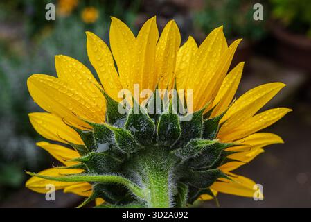 Nahaufnahme des Rückens einer Sonnenblume, ihrer goldenen Blütenblätter und grünen Blätter, die von Regentropfen glitzern – ein Blick auf die Widerstandsfähigkeit gegen die wechselnde Jahreszeit Stockfoto