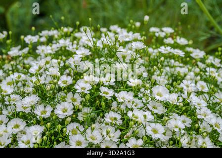 Makronaht einer zarten Gruppe von kleinen weißen Babyblüten (Gypsophila elegans) Stockfoto