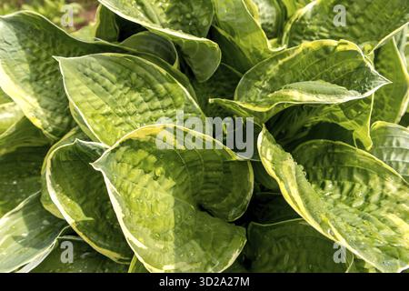 Große Blätter gelb grüner Hostas im Sonnenlicht. Natürlicher Hintergrund Stockfoto