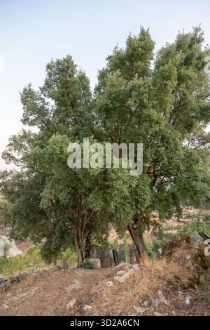 Große, reife Korkeichen (Quercus suber) stehen auf felsigem ländlichem Boden in Portugal. Diese emblematischen einheimischen Arten bieten Schatten, Artenvielfalt, Stockfoto