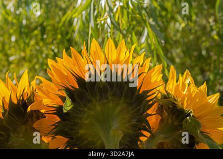 Sonnenblumen von hinten gegen die Sonne Stockfoto
