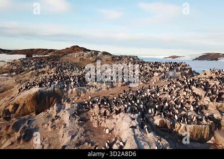 Pinguinkolonien in der Antarktis auf den angrenzenden Felsen. Stockfoto