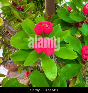 Dornenkrone Pflanze mit hellroten Deckblättern und dicken grünen Blättern auf Dornstämmen in einem sonnigen Garten. Stockfoto