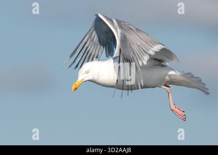 Nahporträt einer fliegenden Möwe auf blauem Hintergrund (Larinen) Stockfoto
