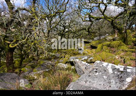 Wistman’s Wood, Dartmoor National Park, Devon, England. Ein atemberaubend schöner, alter Eichenwald, der mit Moos und Flechten bedeckt ist und an den Hängen liegt. Stockfoto