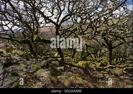 Wistman’s Wood, Dartmoor National Park, Devon, England. Ein atemberaubend schöner, alter Eichenwald, der mit Moos und Flechten bedeckt ist und an den Hängen liegt. Stockfoto