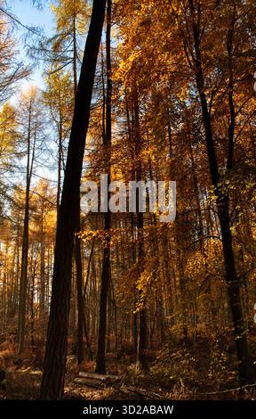 Goldenherbstsonne, die durch hohe Wald Bäume scheint Stockfoto