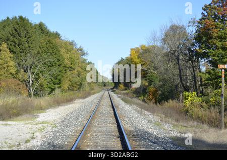 Eine Reihe von Eisenbahngleisen führt in die Landschaft, die einen Laubbaumwald trennen. Grünes Gras und Sträucher umranden die Gleise. Stockfoto