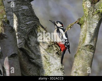 Großer Spotted Woodspecht, Dendrocopos Major, thront in einer Silberbirke in Norfolk, England. Stockfoto