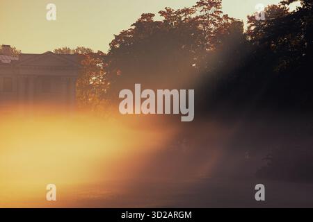 Baumkronen im nebeligen Morgenwald mit Sonnenstrahlen, die durch Nebel filtern Stockfoto