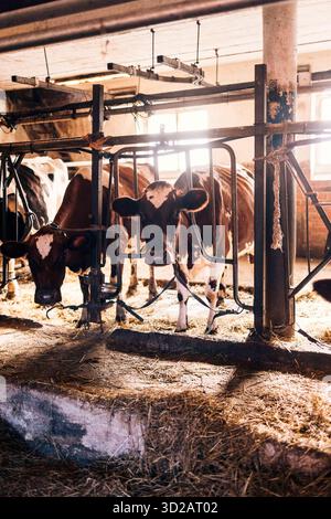 Milchkühe, die in der Scheune weiden Stockfoto