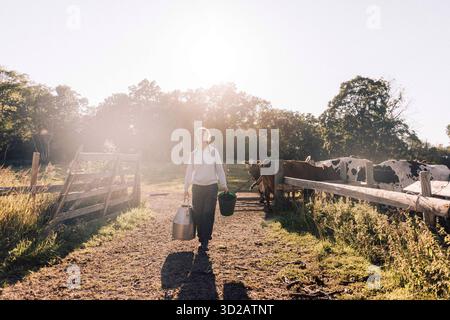 Die volle Länge der Farmerin, die an sonnigen Tagen in der Rinderfarm arbeitet Stockfoto
