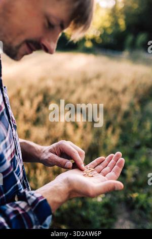Männlicher Landwirt kontrolliert Weizenkörner, während er sie in Palmen hält Stockfoto