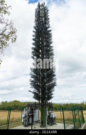 Ein als Baum getarnter Handymast in der Nähe der Dundas Home Farm in South Queensferry, Schottland Stockfoto