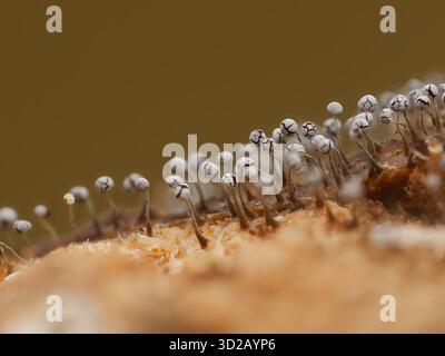 Physarum-Arten von Schleimschimmelpilzen Stockfoto