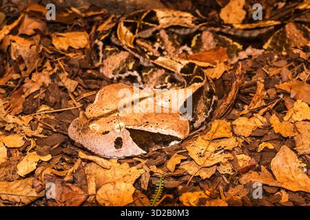 Verschiedene wunderschöne Schlangen (serpentes) in verschiedenen Gestalten. Eine hochgiftige Gaboonenviper in ihrem normalen Lebensraum von Blättern, die in einem Zoo versteckt ist. Stockfoto
