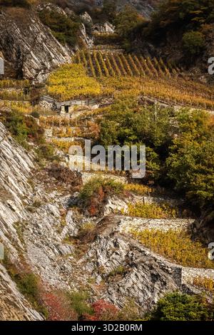 Schweizer Landschaften mit Weinbergen im Herbst um die Erntezeit. Wallis, Waadt, Schweiz Stockfoto