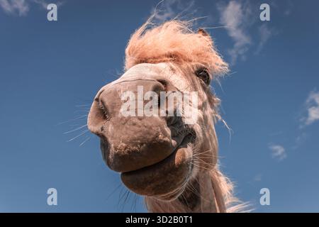 Islandpferde sind weltweit einzigartig und werden häufig für Dressurveranstaltungen verwendet. Der hier posiert für die Kamera mit seinen Haaren, die im heftigen Wind fliegen. Stockfoto