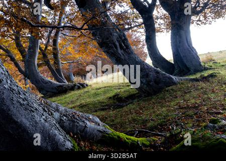 Detail mit gebogenen Buchenstämmen in Herbstfarben, Bosco dei Faggi Torti, Monti della Laga, Abruzzen, Italien Stockfoto