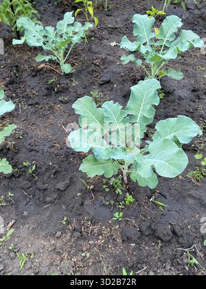 Eine Nahaufnahme mehrerer junger, grüner Brokkoli- oder Blumenkohl-Pflanzen, die in dunklem, reichhaltigem Boden wachsen. Stockfoto