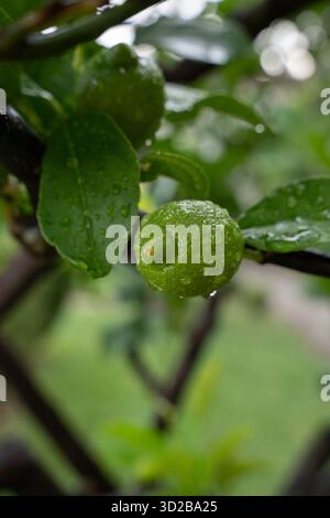 Nahaufnahme von grüner Zitrone mit Wassertropfen auf dem Zweig, Italien. Stockfoto