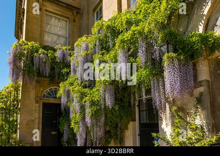 Wisteria im Frühling Sonnenschein wächst an den Wänden von Worcester, College, University of Oxford, England, Großbritannien Stockfoto