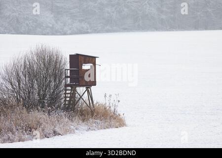 Erhöhte Felle / Jagdblinde / Hirsch / Hirsch stehen im Winter auf schneebedecktem Feld am Waldrand Stockfoto