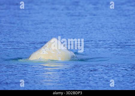 Belugawal / Weißwal (Delphinapterus leucas), der im Arktischen Ozean entlang der Küste von Svalbard / Spitzbergen, Norwegen, zum Atmen auftaucht Stockfoto