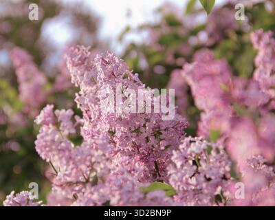 Nahaufnahme von Pink and Purple Lilac Bush Branches in Bloom Stockfoto