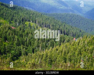 Massiver Fichtenwald auf den Bergen im Sommer Stockfoto