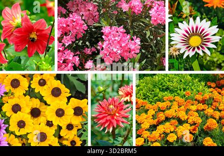 Eine lebhafte Fotocollage zeigt sechs Nahtpaneele mit farbenfrohen Sommerblüten, darunter rote Dahlien, rosa Oleander und gelbe Rudbeckien Stockfoto