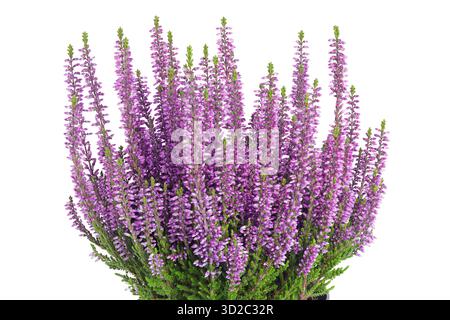 Blühende Heidekraut Blumen isoliert auf weißem Hintergrund. Busch blühender Pflanzen. Stockfoto