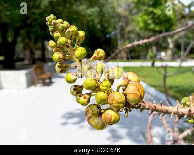 Nahaufnahme der Knospen der Kanonenkugeln auf dem Zweig, noch nicht geblüht. Tropenpflanze im frühen Wachstumsstadium, Naturkonzept Stockfoto