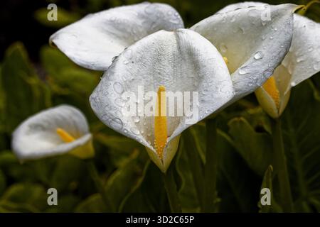 Zantedeschia aethiopica, auch bekannt als Calla-Lilie und Arum-Lilie, ist eine im südlichen Afrika heimische Pflanzenart aus der Familie der Araceae. Stockfoto