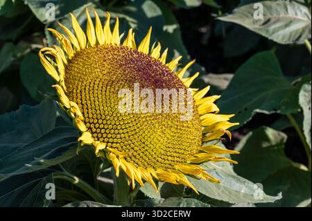 Nahaufnahme der großen Sonnenblume in voller Blüte im Naturfeld der Sonnenblumenpflanzen Stockfoto