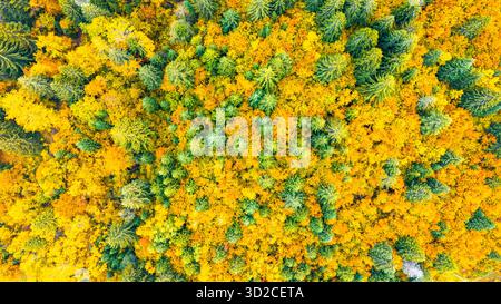 Blick von oben auf den Herbstwald, der immergrüne Nadelbäume mit hellgelben und orangen Laubbäumen mischt Stockfoto