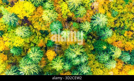 Blick von oben auf den Herbstwald. Vbrant Luftbild mit grünen und gelben Herbstwäldern, die natürlichen Kontrast und saisonale Harmonie bilden Stockfoto