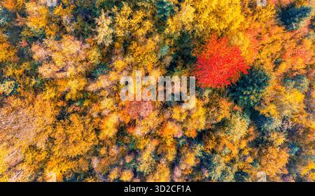 Drohnenfoto des Herbstwaldes mit einem markanten roten Baum zwischen orangefarbenem und gelbem Laub Stockfoto