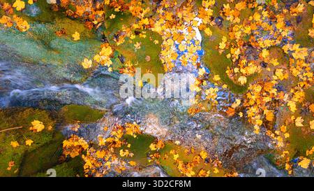 Der Fluss fließt zwischen moosigen Steinen, die mit orangefarbenen Blättern bedeckt sind, und erzeugt ein natürliches abstraktes Herbstmuster Stockfoto